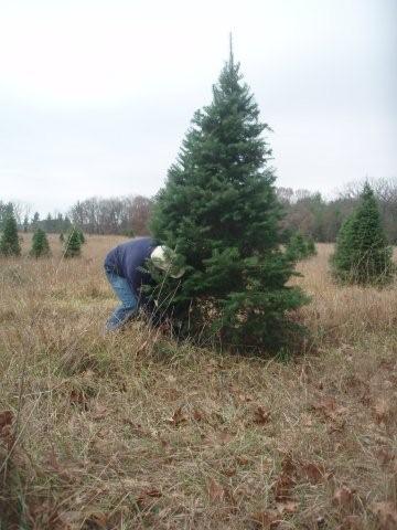 cutting a tree