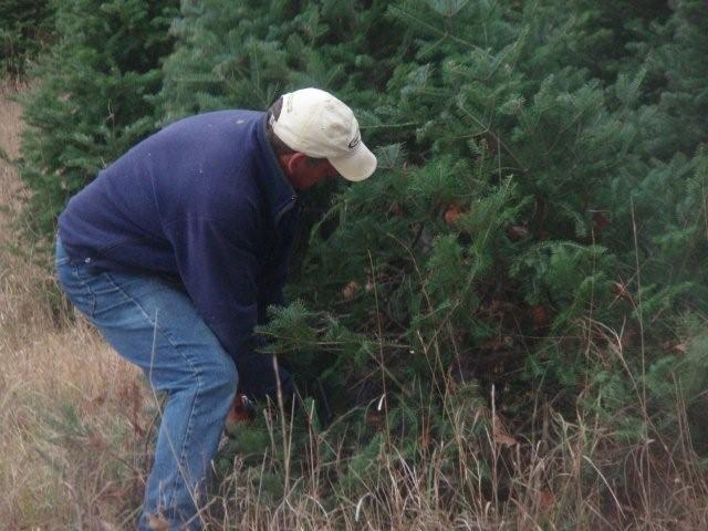 Up Close tree cutting