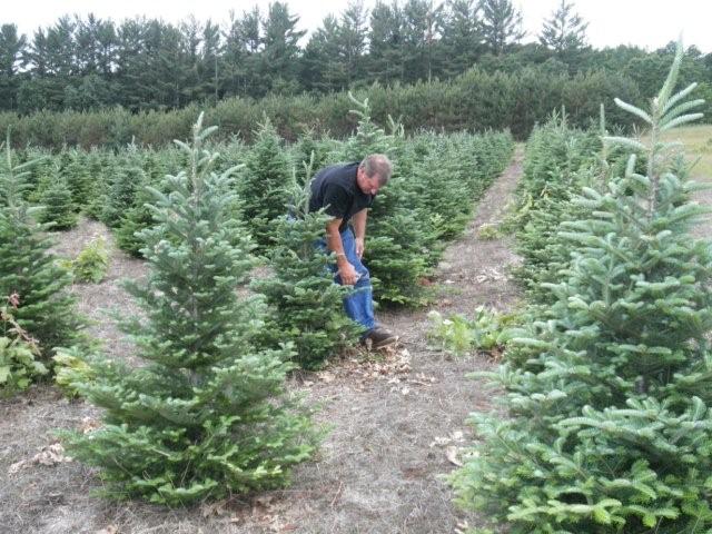 pruning trees in field