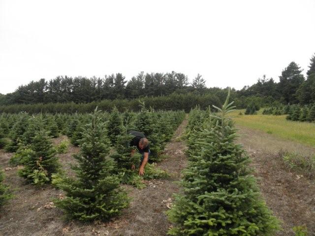 pruning trees