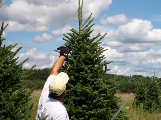 Shearing trees