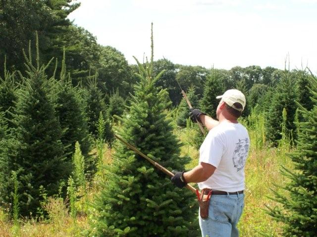 more shearing trees