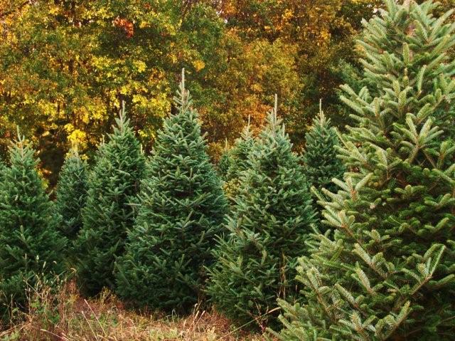 sheared fraser fir trees