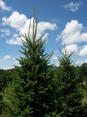 Fraser fir before shear