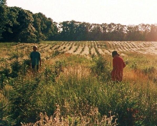 Straightening trees