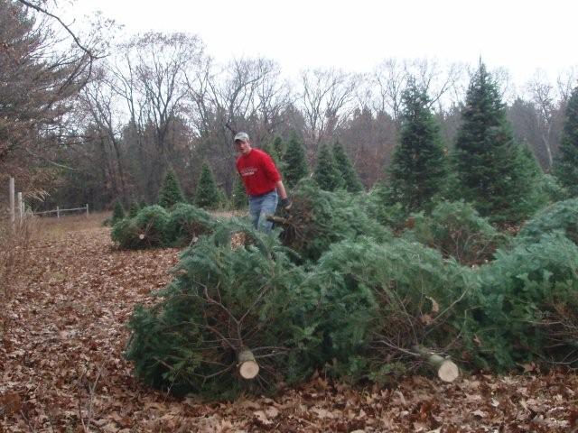 dragging out trees