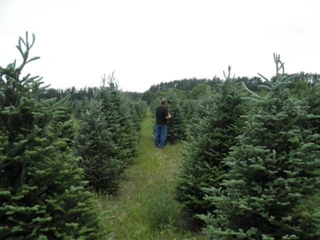 Field of trees