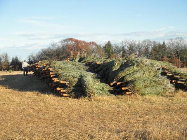 pile of trees