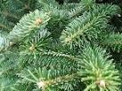 fraser fir needles